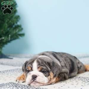 DEBBIE, English Bulldog Puppy